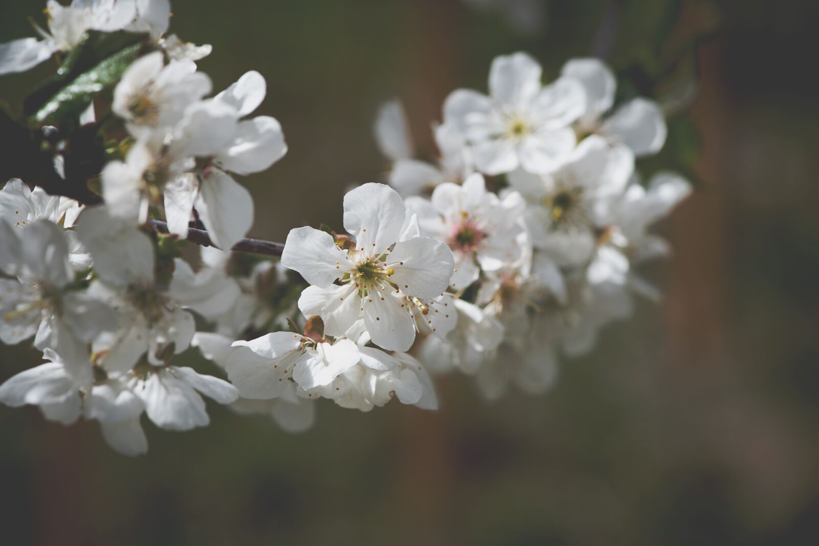 Nikon D750 sample photo. Flowers, white, branch photography