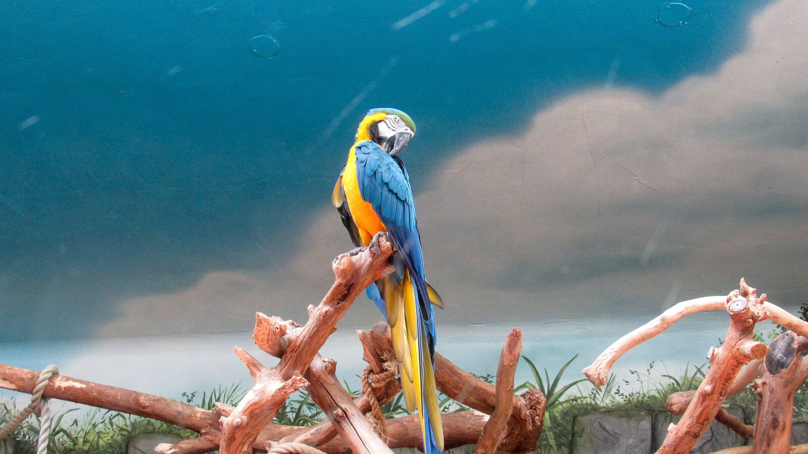 Canon PowerShot SX520 HS sample photo. Macaw, bird, parrot, outdoors photography