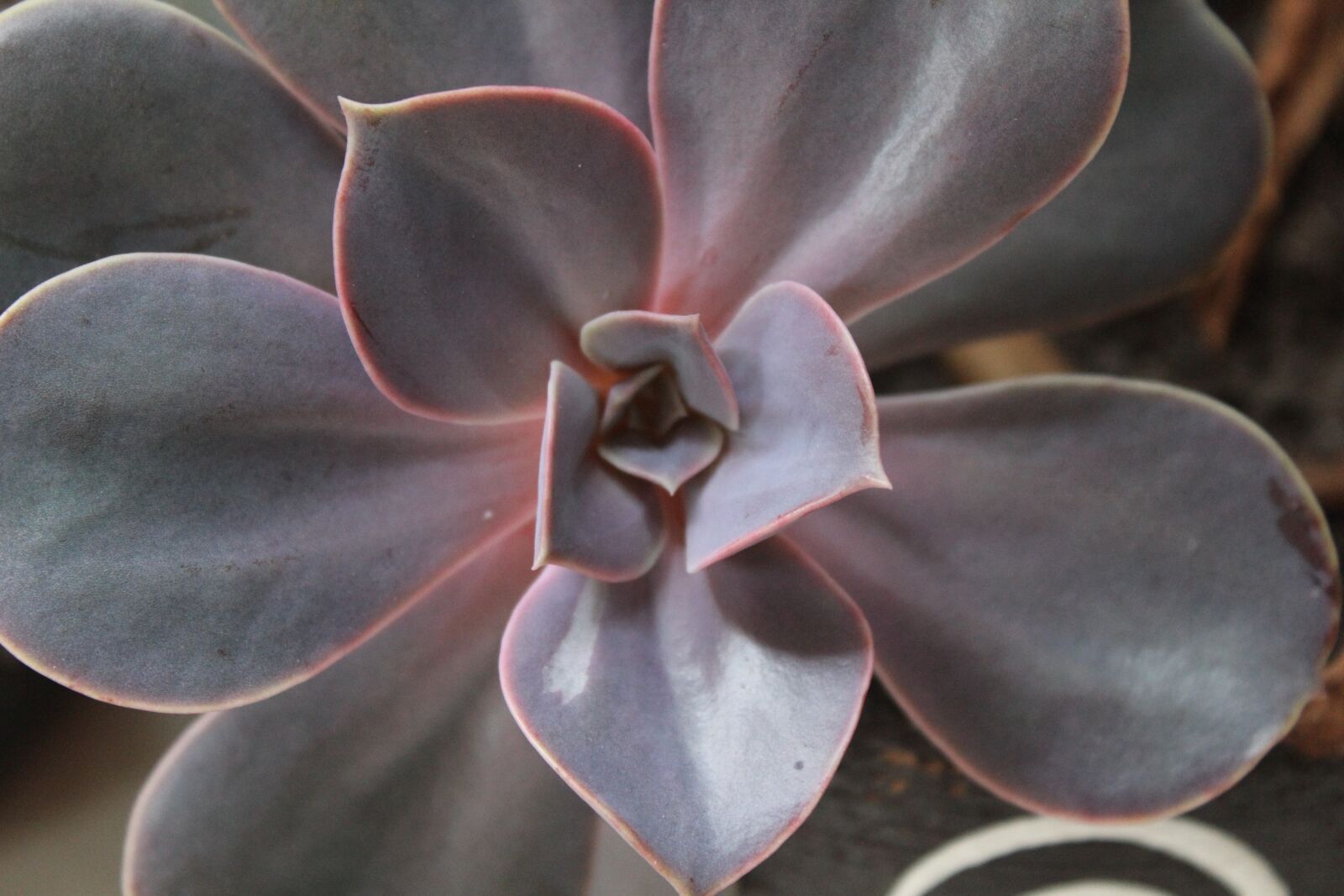 Canon EOS 600D (Rebel EOS T3i / EOS Kiss X5) sample photo. Succulent, nature, mexico photography