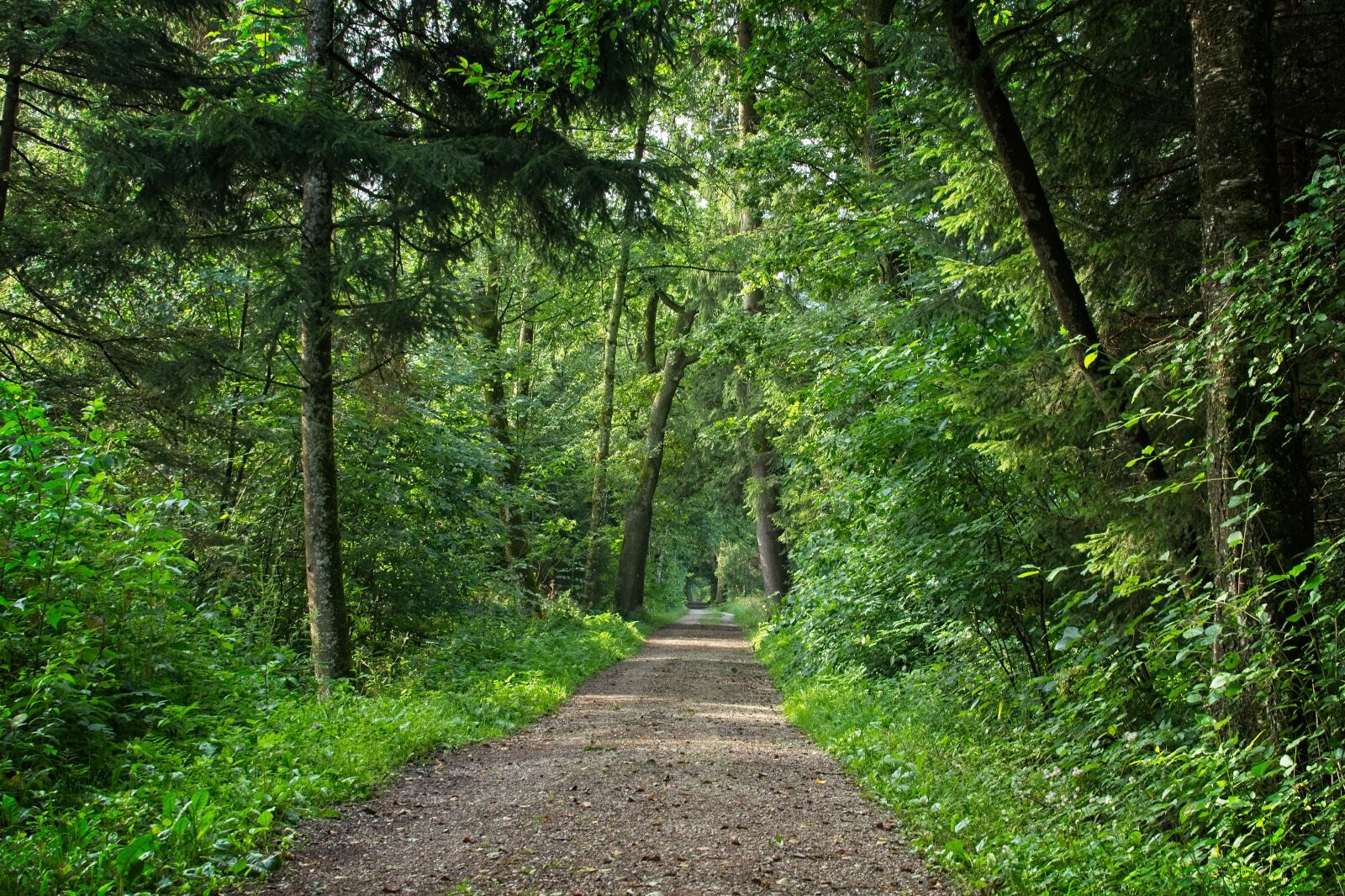 Nikon D7100 + Nikon AF-S DX Nikkor 35mm F1.8G sample photo. Forest path, away, forest photography