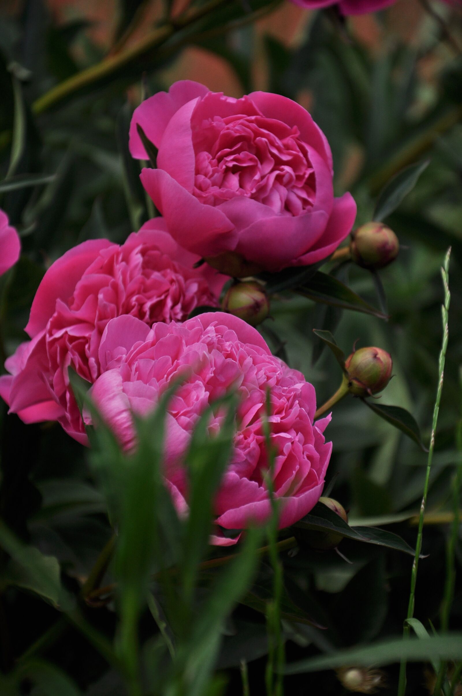 Nikon D90 sample photo. Flowers, peonies, plants photography