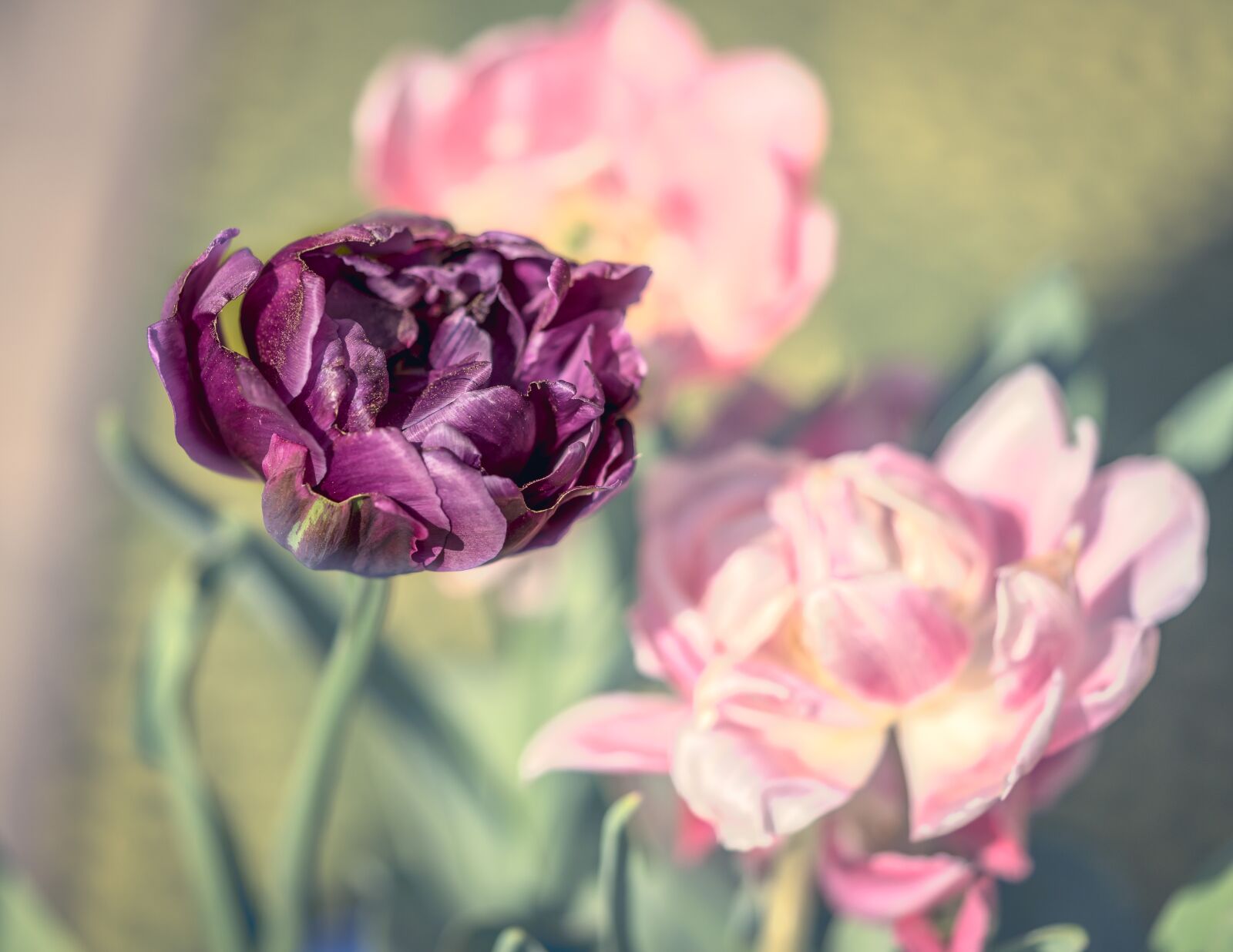 Sony a7R + Sony FE 90mm F2.8 Macro G OSS sample photo. Tulips, double, bloom photography