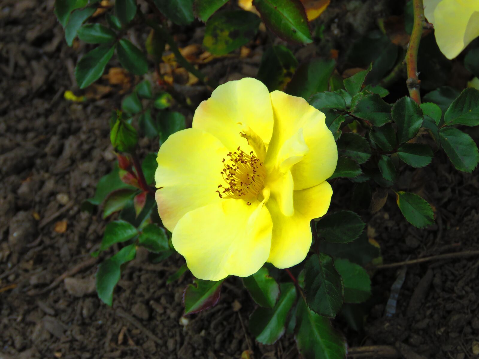 Canon PowerShot SX60 HS sample photo. Flower, plant, blossom photography