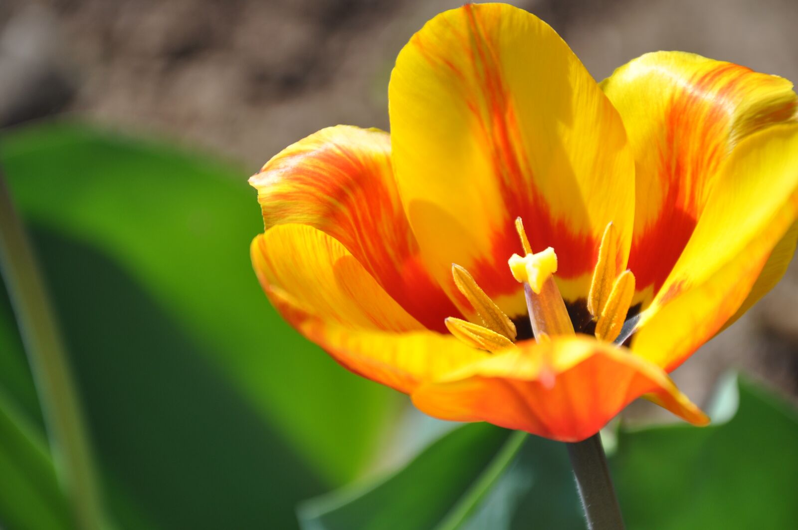Nikon D90 sample photo. Tulip, flower, orange photography
