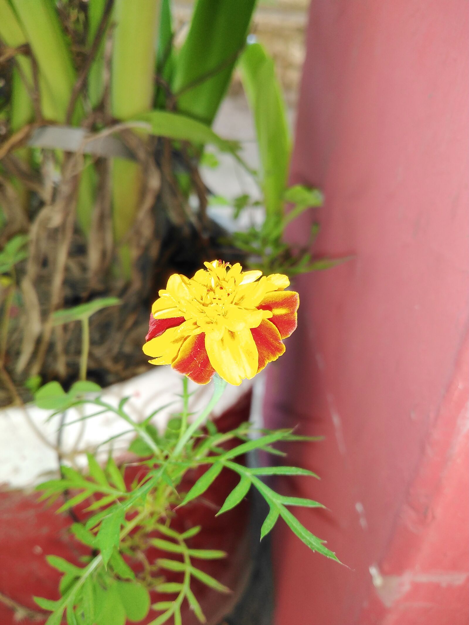 HUAWEI DUB-LX1 sample photo. Flower, plant, g photography