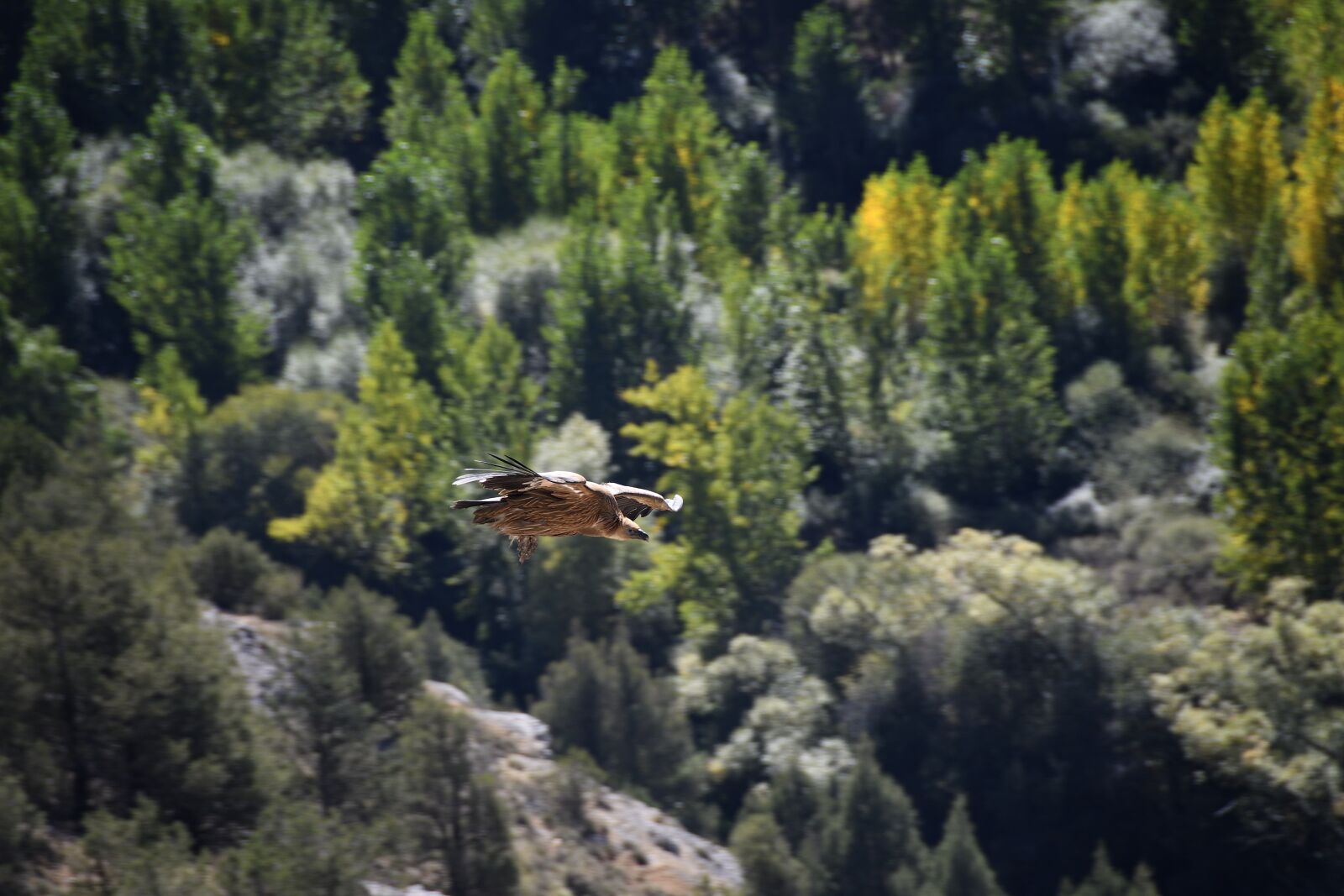 Nikon D500 sample photo. Vulture, viewpoint, mirador de photography