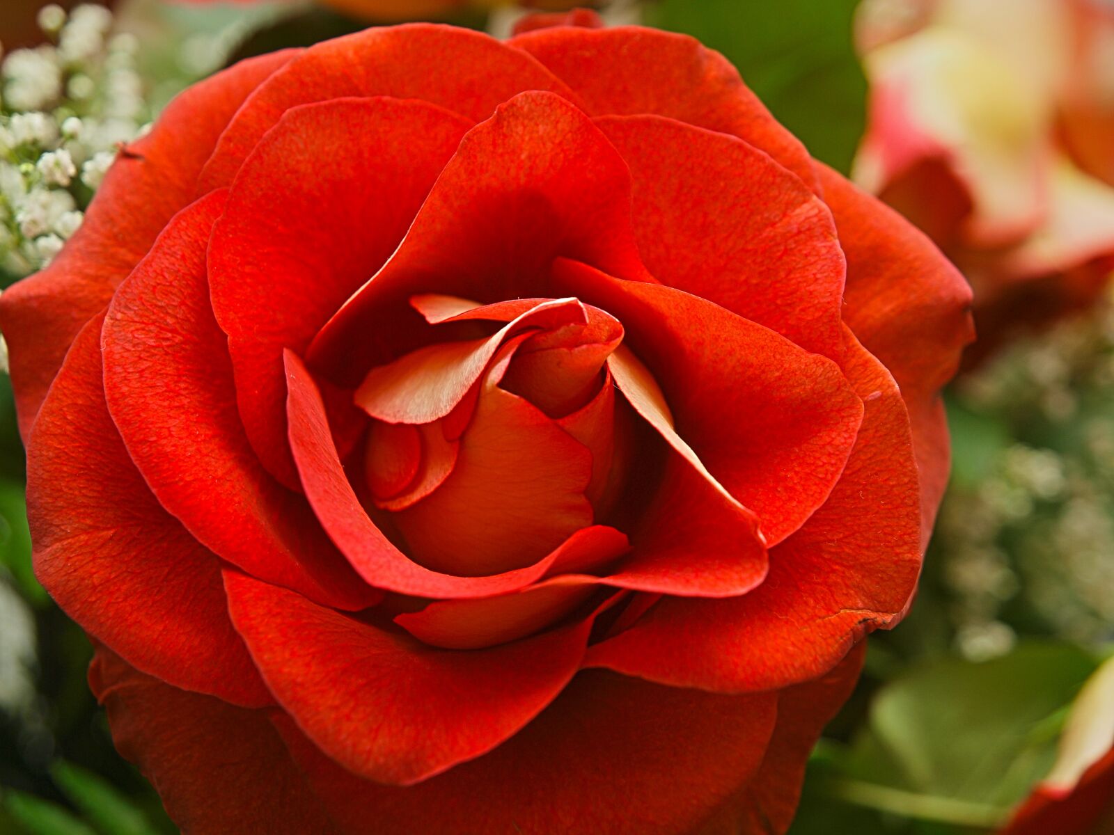 Olympus E-3 sample photo. Rose, flower, petal photography