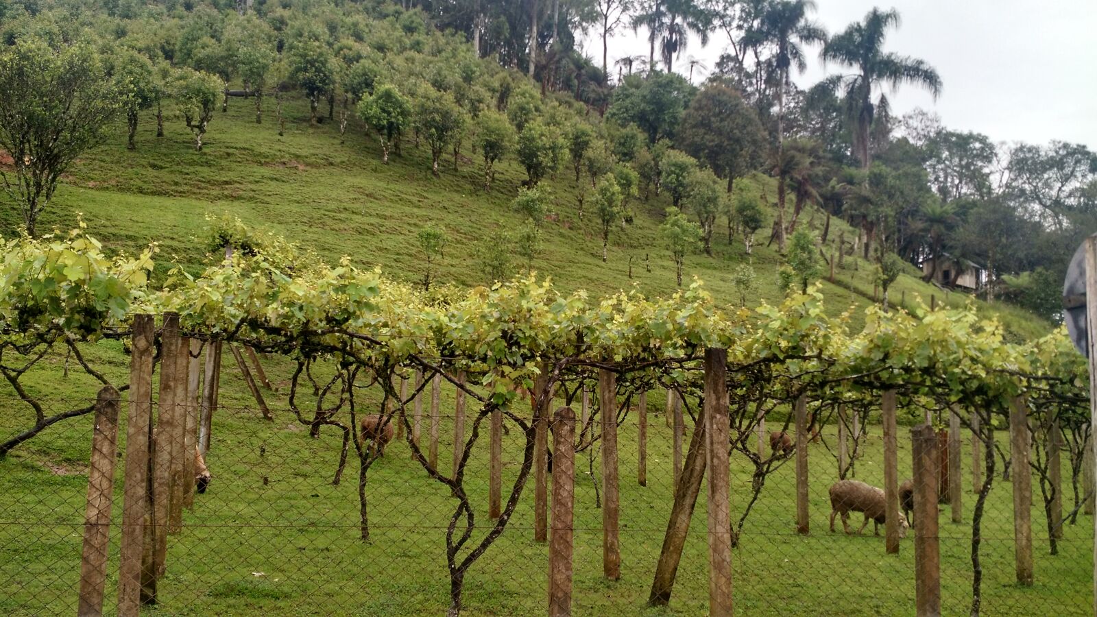 Motorola Moto X (2nd Gen) sample photo. Grapes, green, grass, hills photography