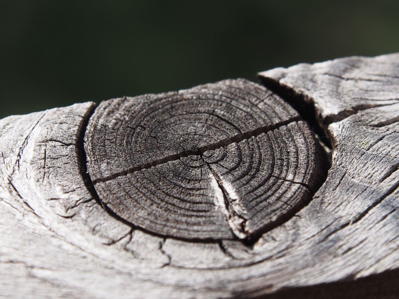OLYMPUS M.12-50mm F3.5-6.3 sample photo. Wood, grain, structure photography