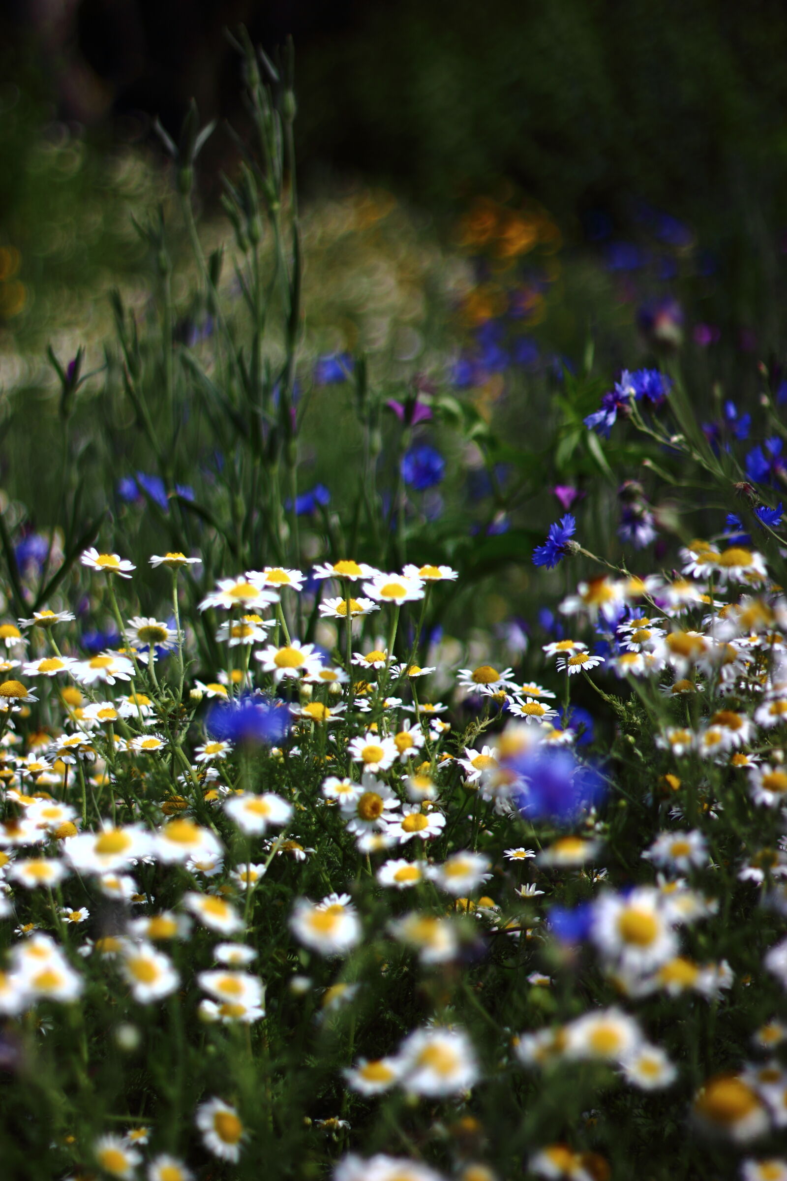 Canon EOS 600D (Rebel EOS T3i / EOS Kiss X5) + Canon EF 50mm F1.8 II sample photo. Bokeh, flowers, wild, flowers photography