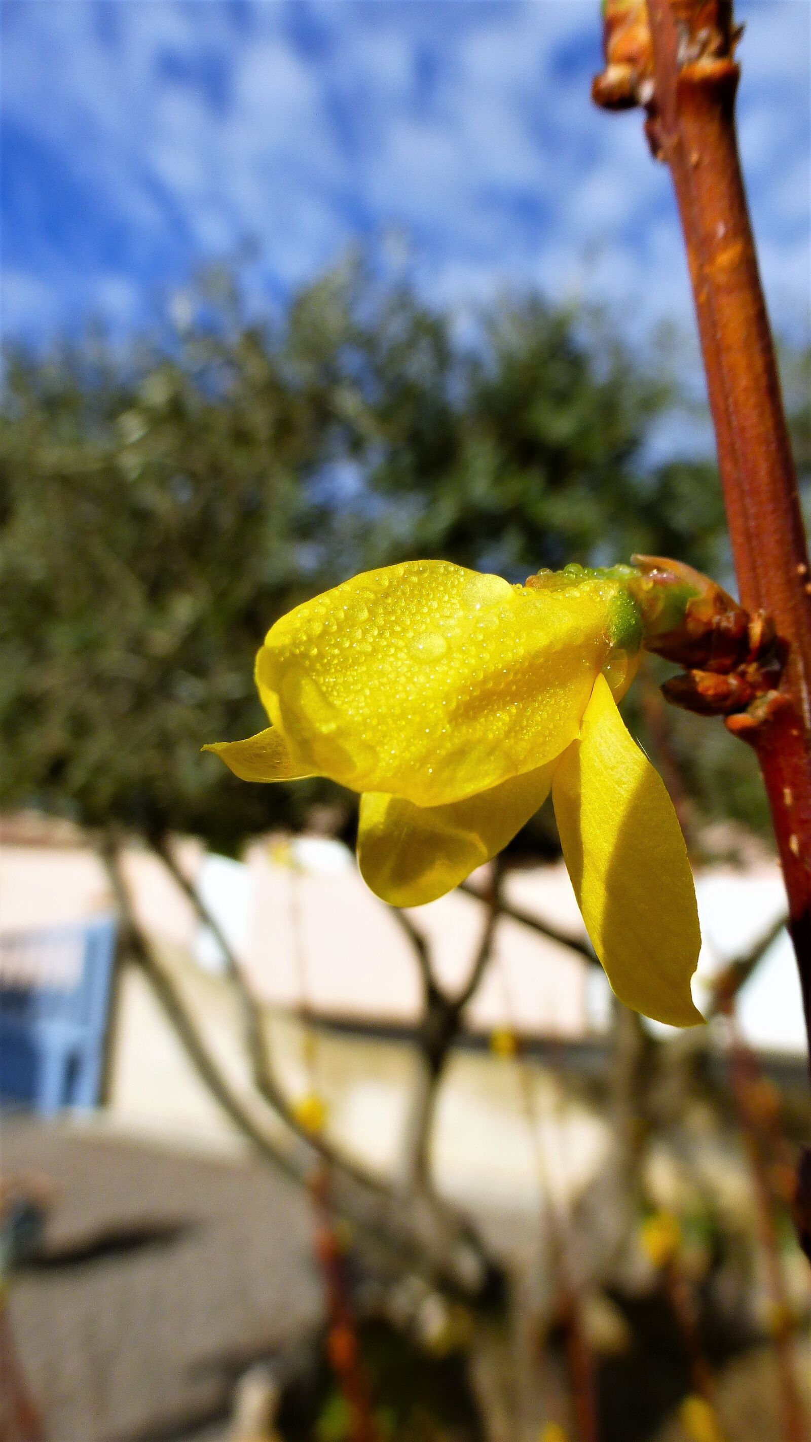 Panasonic Lumix DMC-ZS25 (Lumix DMC-TZ35) sample photo. Nature, plant, flower photography