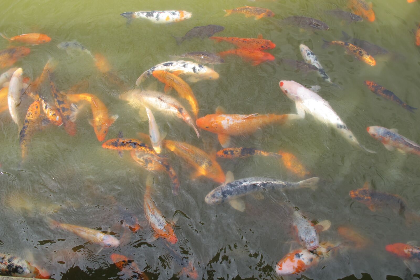 Canon PowerShot G12 sample photo. Goldfish, fish, water photography