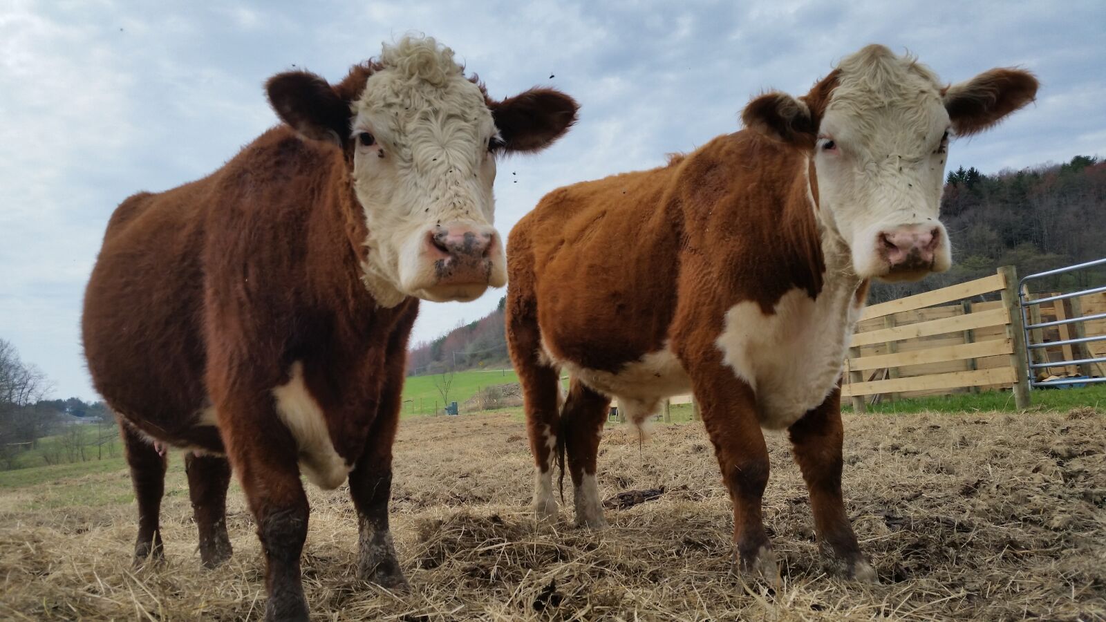 Samsung Galaxy S5 sample photo. Cow, cows, farm photography