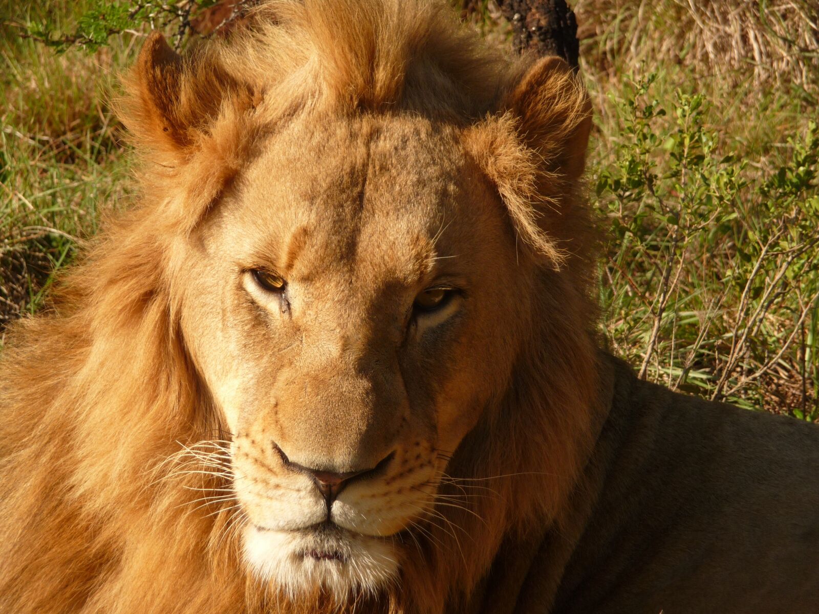 Panasonic Lumix DMC-TZ4 sample photo. Lion, africa, safari photography