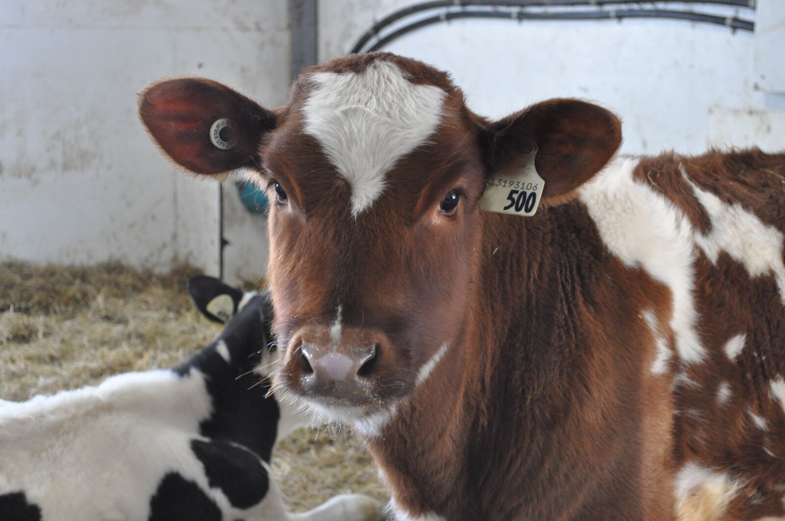 Nikon D5000 sample photo. Cow, agriculture, calf photography