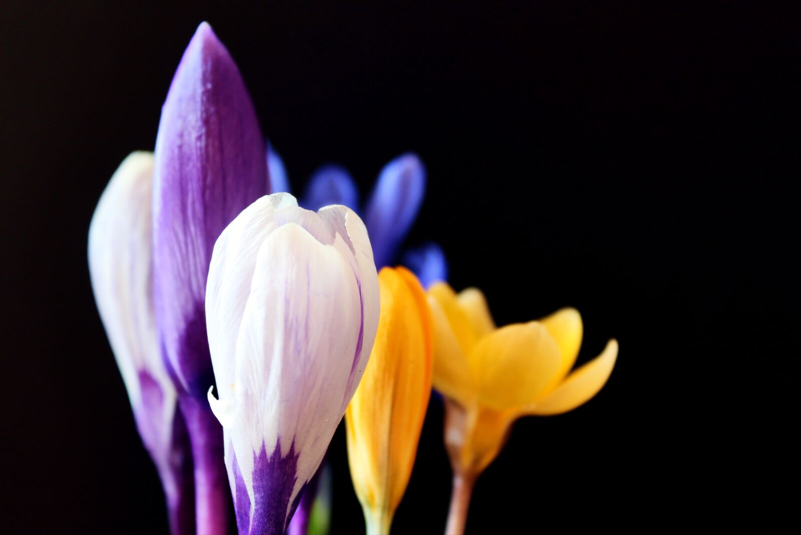 Canon EOS 1300D (EOS Rebel T6 / EOS Kiss X80) sample photo. Crocus, spring, nature photography
