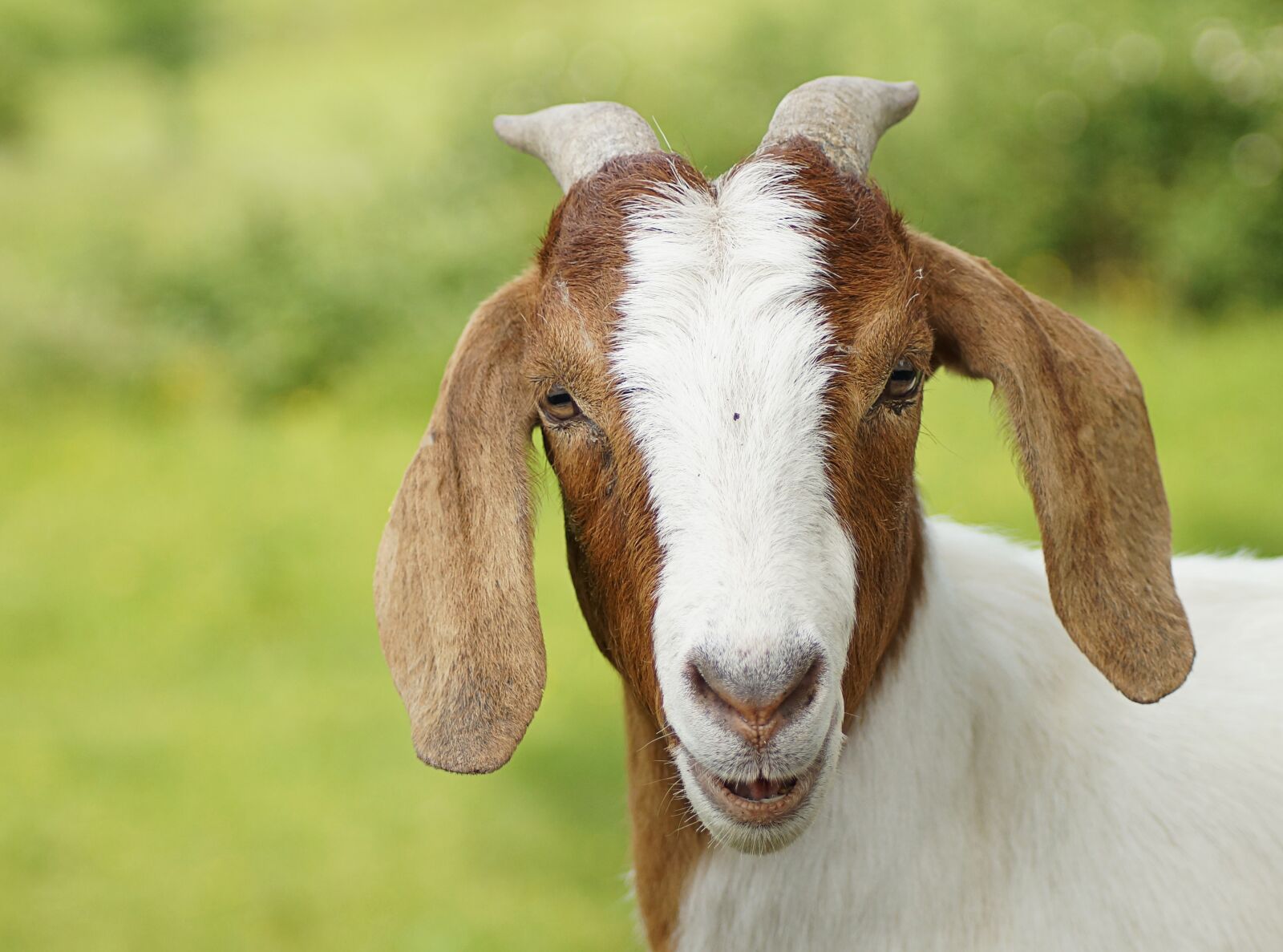 Sony SLT-A57 sample photo. Goat, close up, white photography