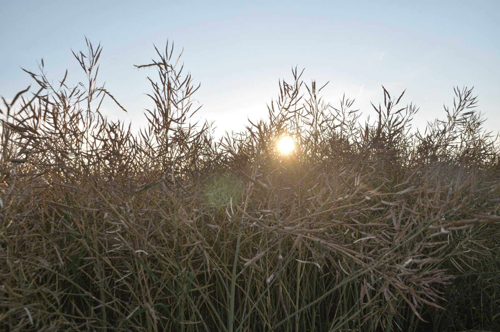 Nikon D5000 sample photo. Sun, golden yellow, backlighting photography