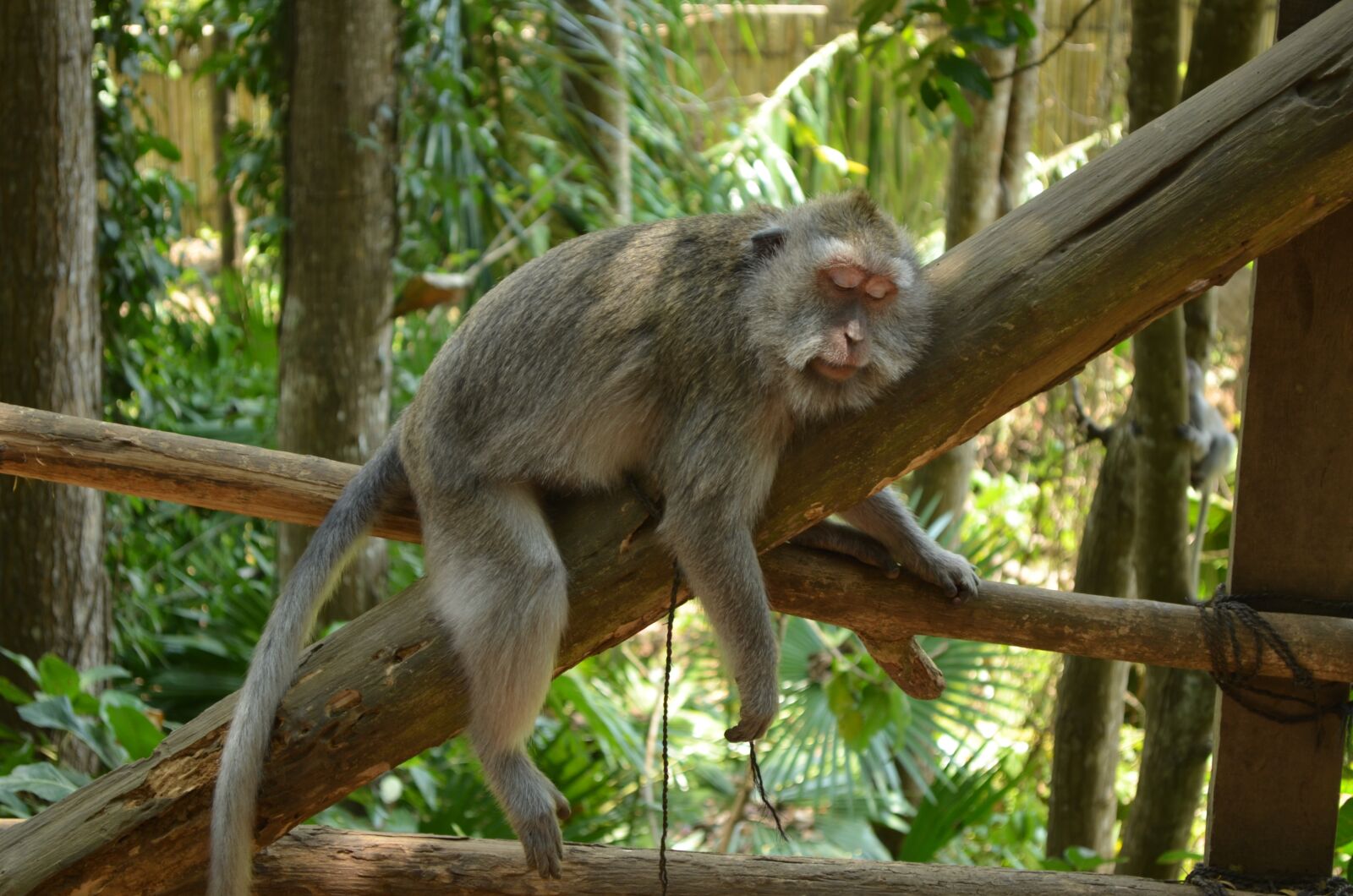 Nikon D5100 sample photo. Indonesia, bali, park photography