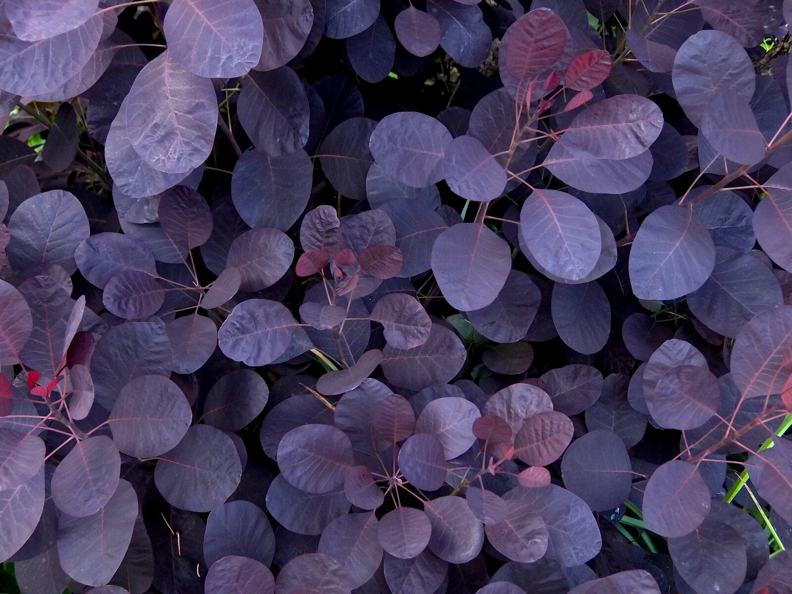 Fujifilm XF1 sample photo. Leaves, violet, shrubs photography