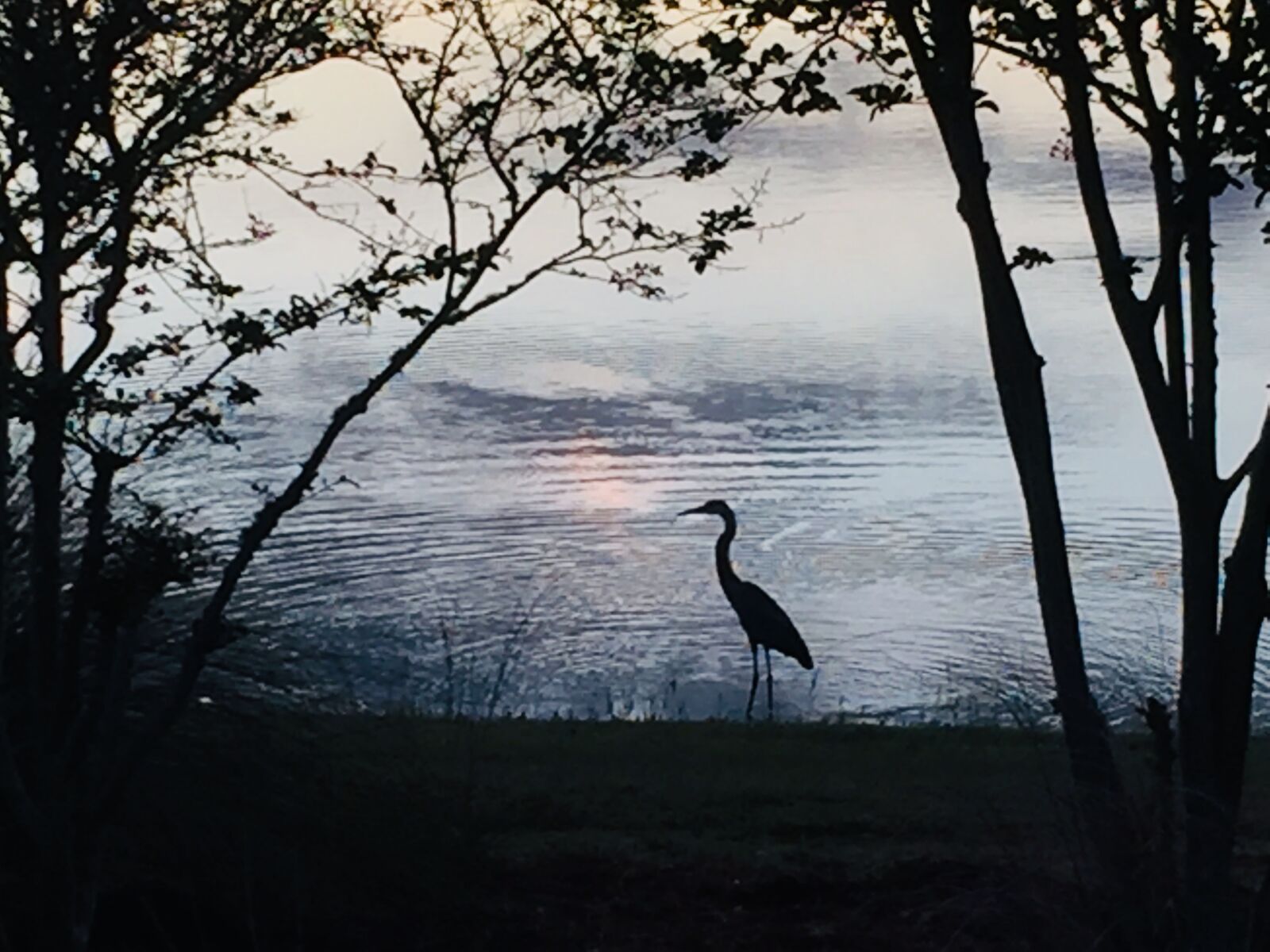 iPhone 6 back camera 4.15mm f/2.2 sample photo. Egret, pond, waterfowl photography