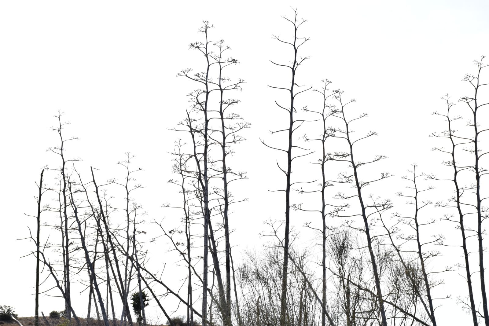 Nikon D5300 sample photo. Plants, trees, dry photography