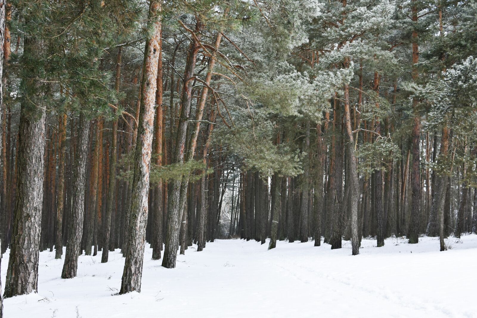 Nikon D7200 sample photo. Forest, winter, pine forest photography