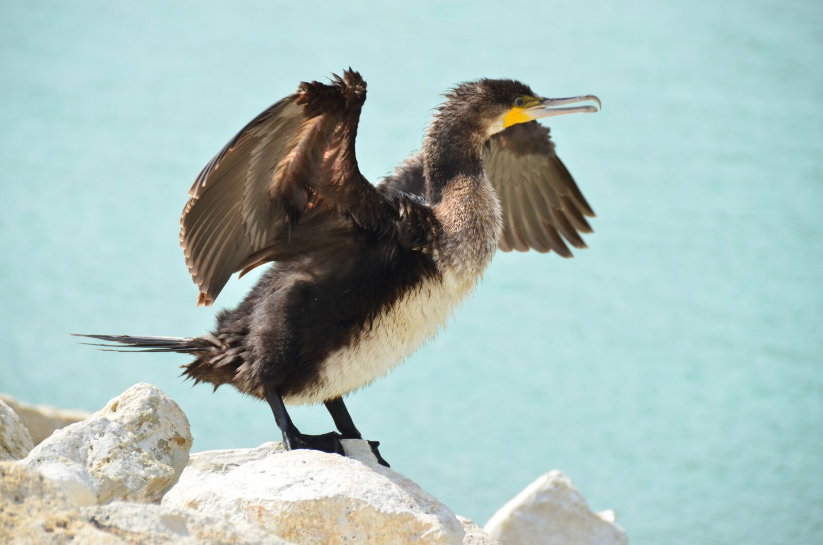 Nikon D7000 sample photo. Kerguelen shag, cormorant, sea photography