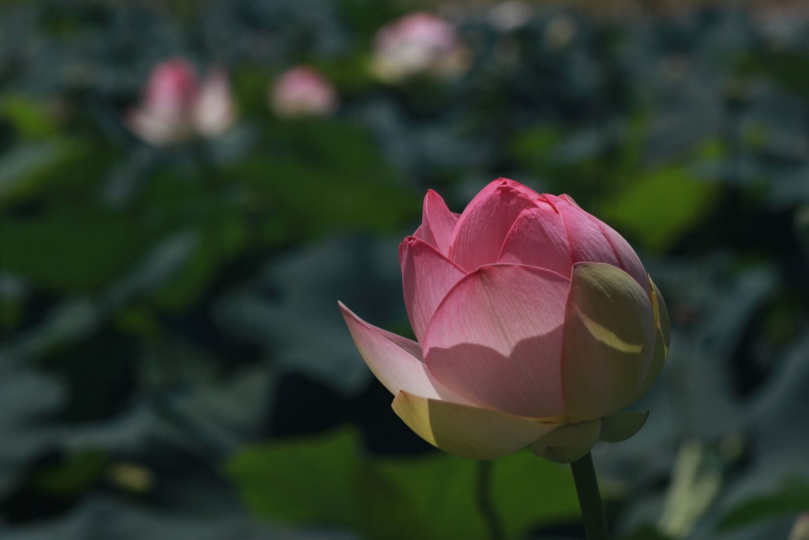 Canon EOS 500D (EOS Rebel T1i / EOS Kiss X3) sample photo. Kite, lotus, nature photography