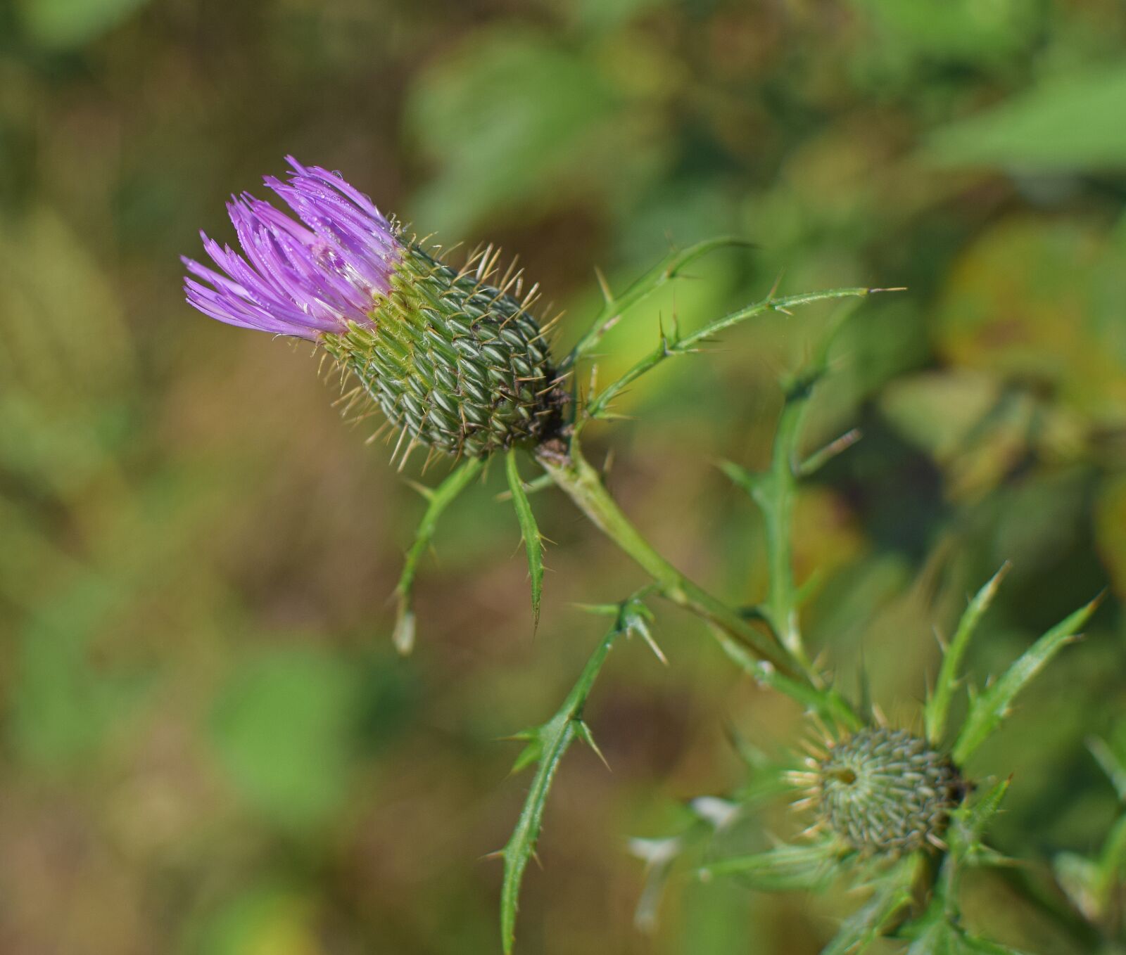 Nikon D3300 sample photo. Common thistle opening, wildflower photography