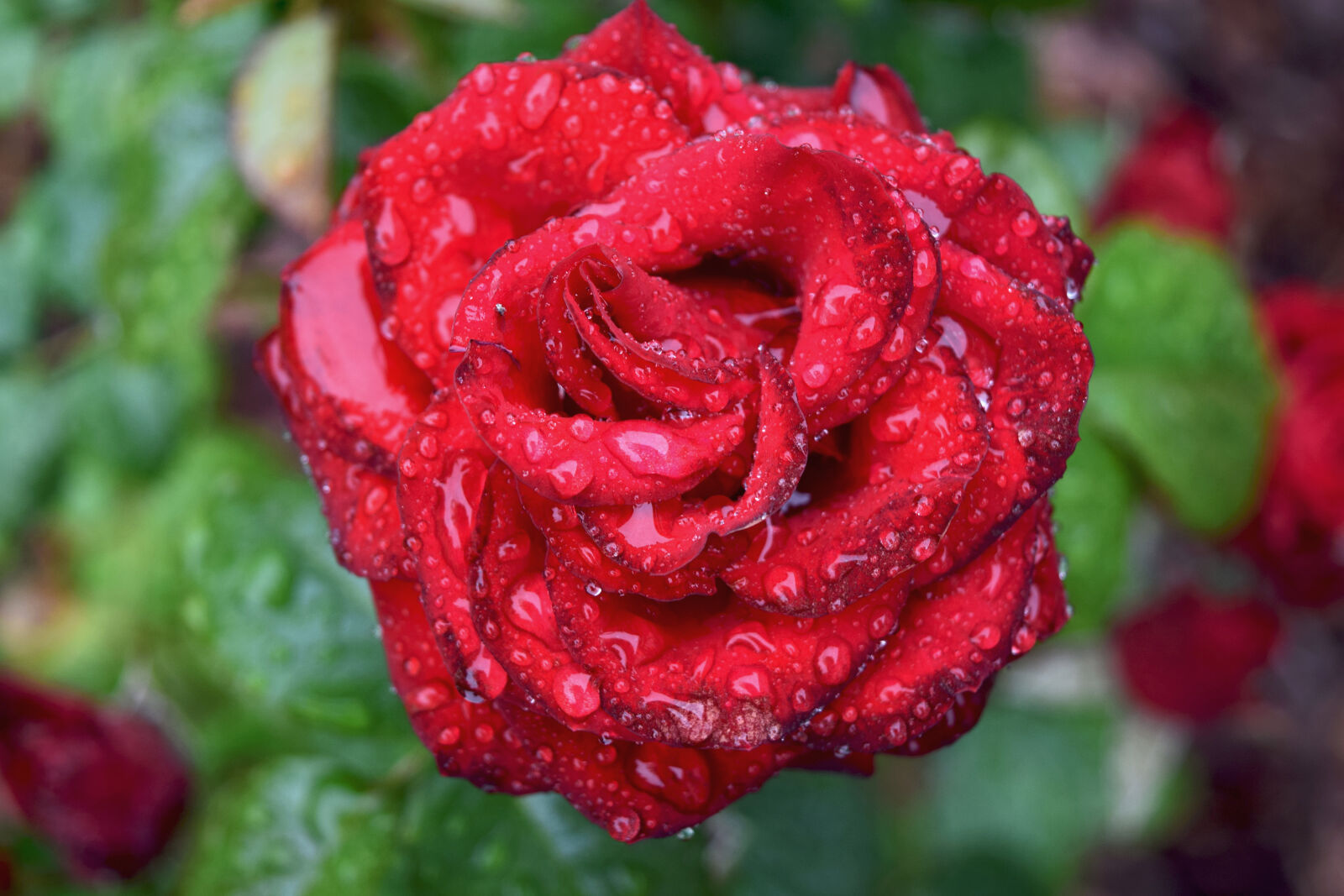 Nikon D3300 sample photo. Rain, drops, rose, theme photography