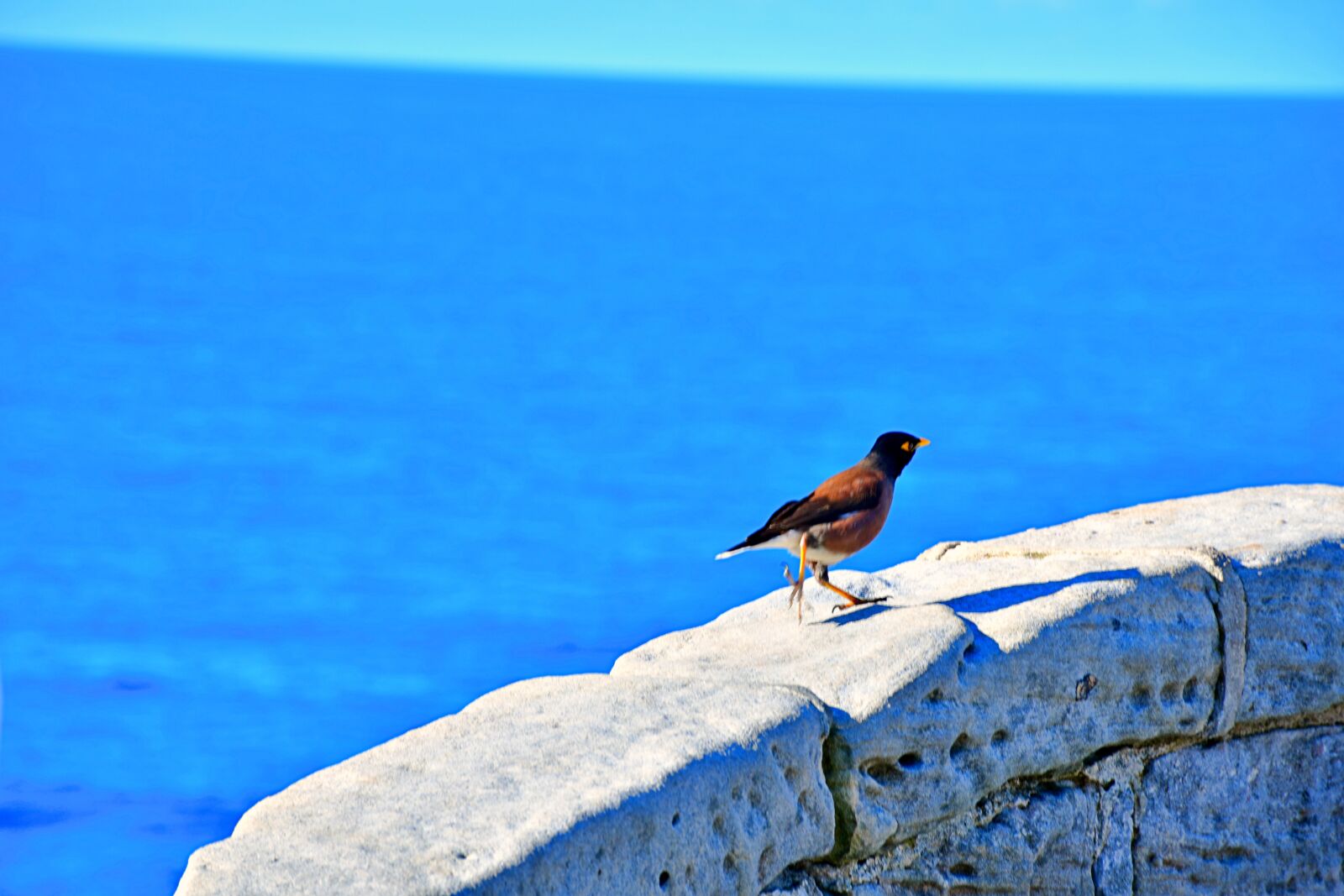 Nikon D7500 sample photo. Confident bird, fearless bird photography