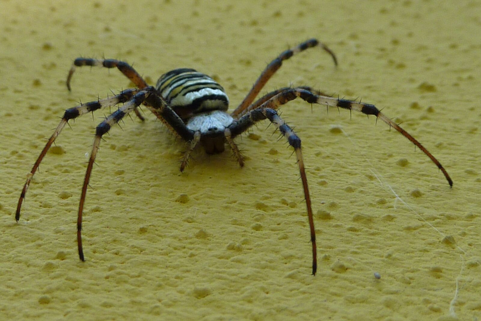 Panasonic DMC-TZ7 sample photo. Wasp spider, argiope bruennichi photography