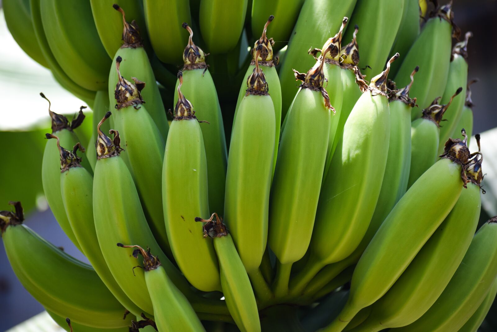 Nikon D3300 sample photo. Banana tree, bananas, fruit photography