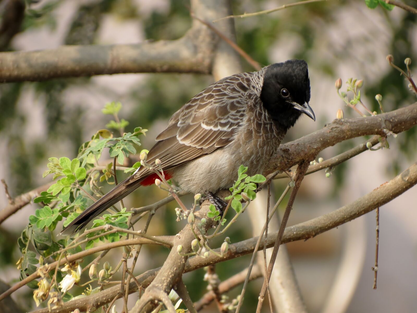 Canon PowerShot SX40 HS sample photo. Bird, canon, siva301in, sx40 photography
