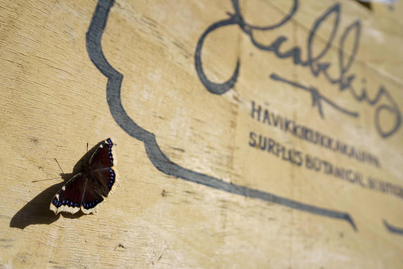 Sigma 24mm F1.4 DG DN Art sample photo. Good morning butterfly photography