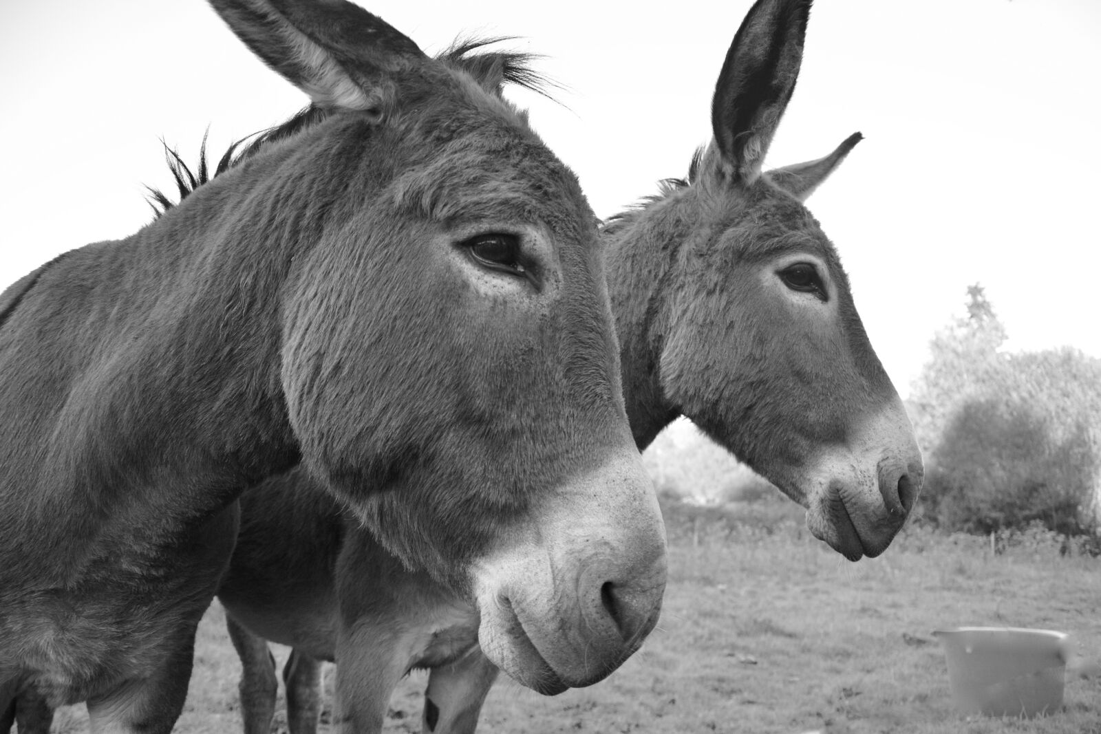 Nikon D5200 sample photo. Donkeys, equines, portrait photography