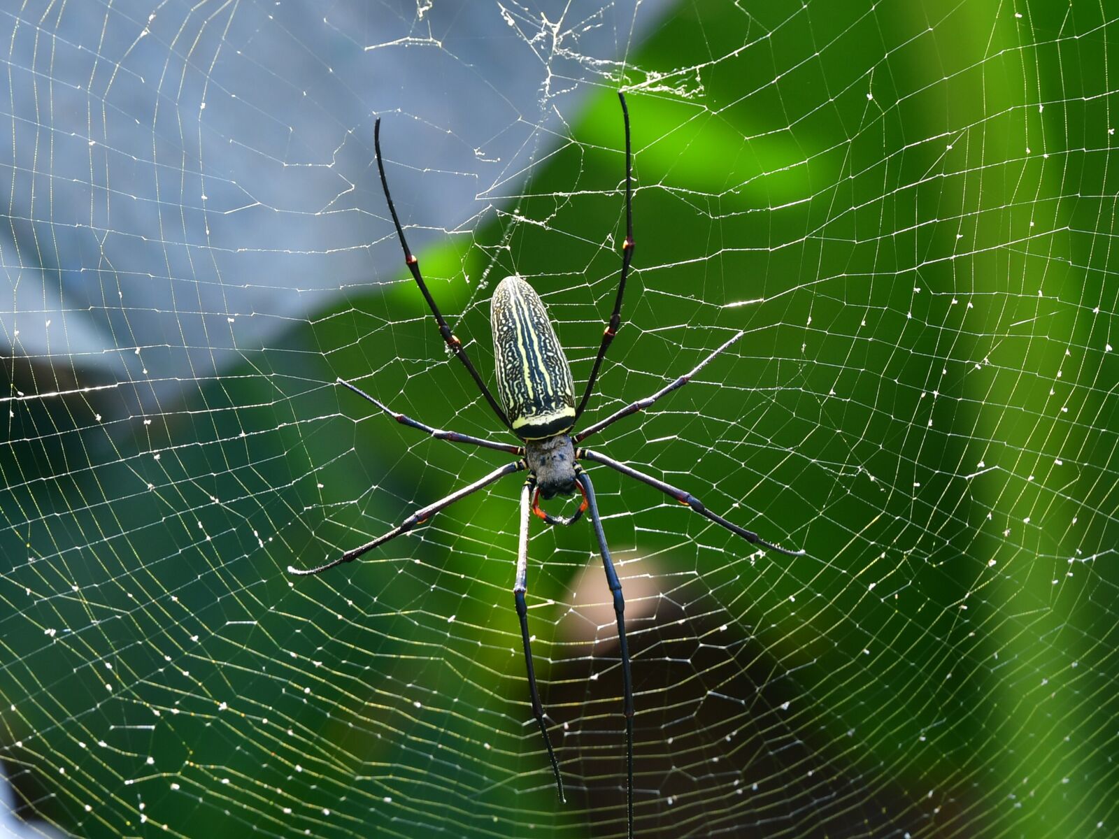Nikon D500 sample photo. Spider, arachnid, spiderweb photography