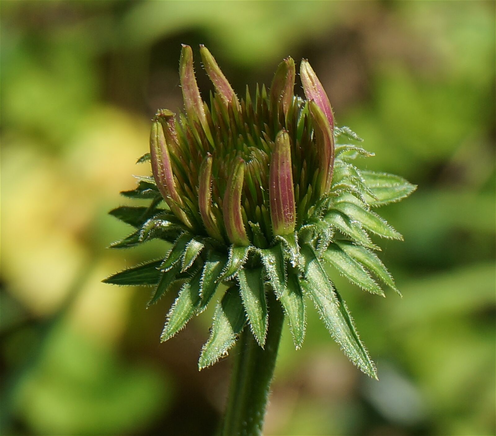 Sony Alpha NEX-5T sample photo. Echinacea bud, echinacea, cone photography