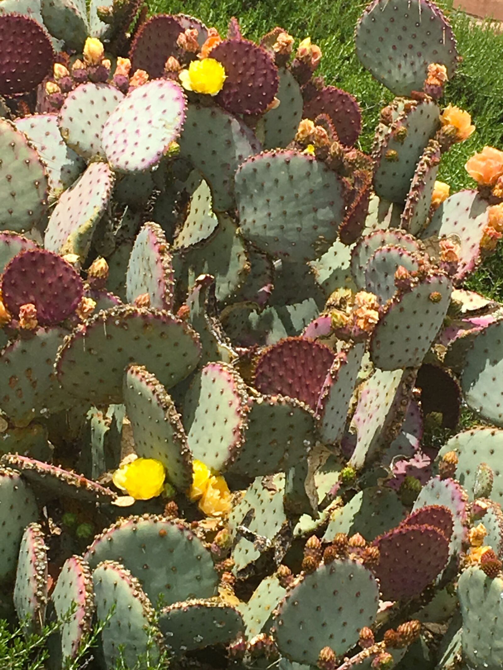 iPhone 6s back camera 4.15mm f/2.2 sample photo. Prickly pear, cactus blossoms photography