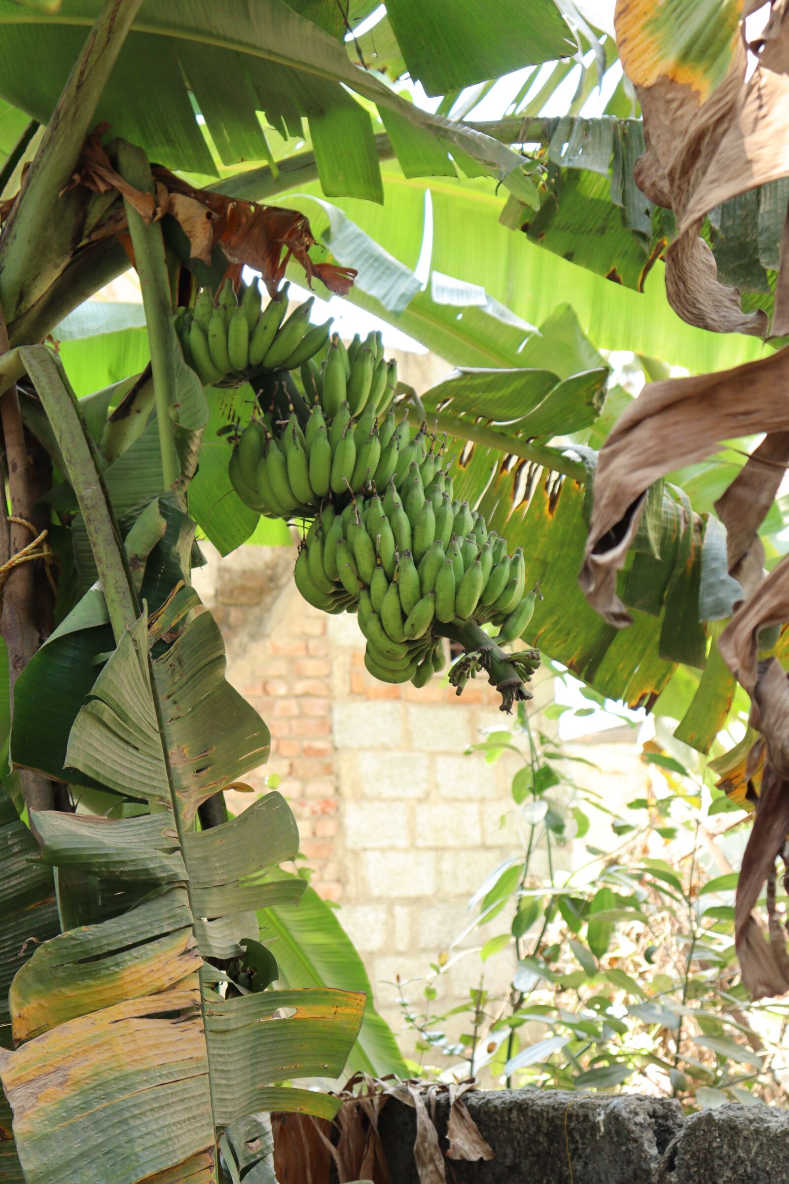 Canon EOS 250D (EOS Rebel SL3 / EOS Kiss X10 / EOS 200D II) sample photo. Kerala, banana, nature photography