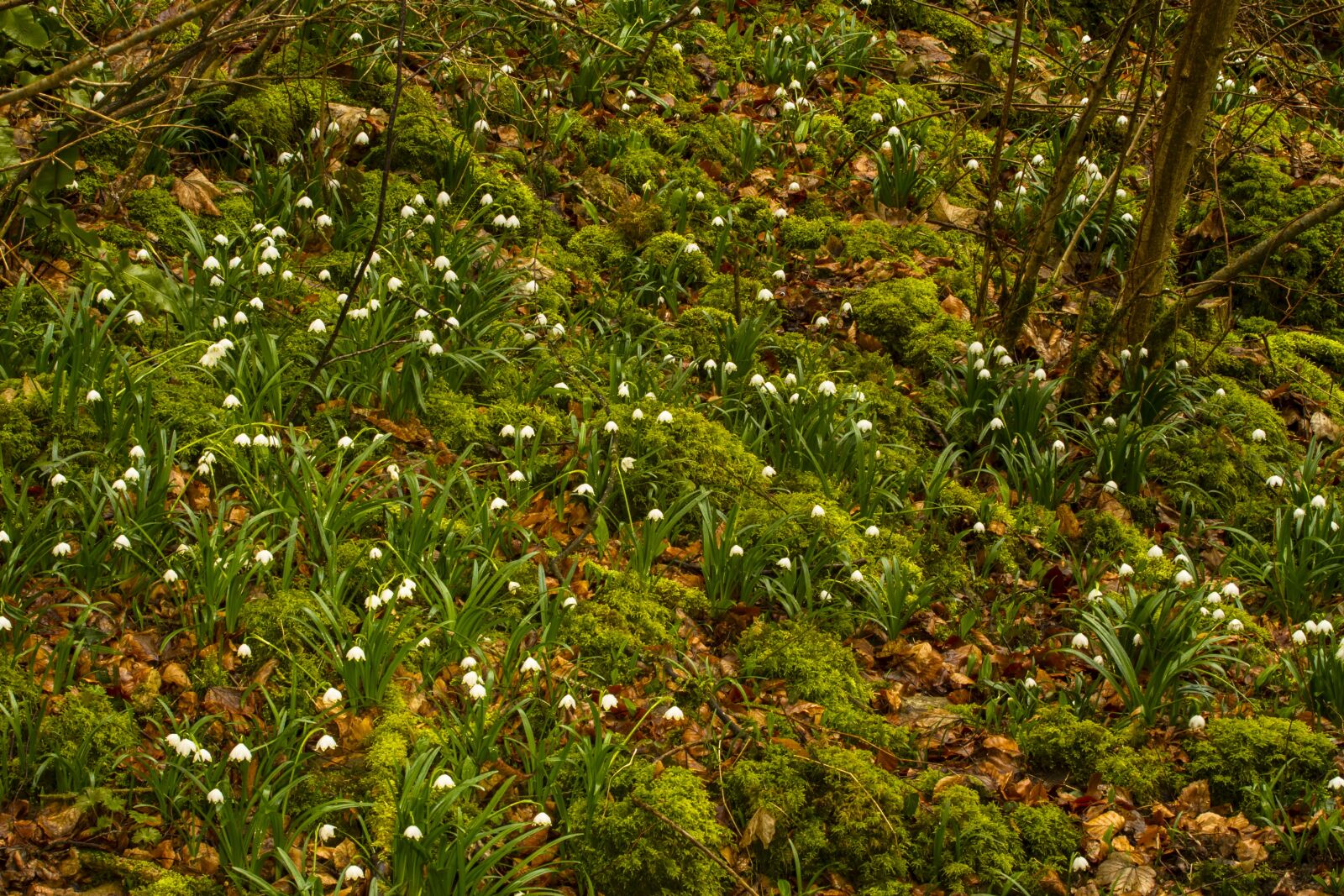 Canon EOS 7D + Canon EF 70-200mm F4L USM sample photo. Snowflake, snowdrop, spring flower photography