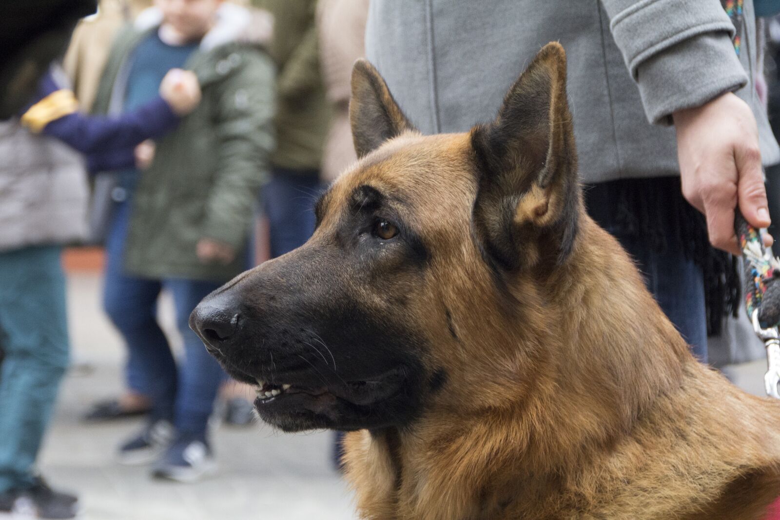 Canon EOS 600D (Rebel EOS T3i / EOS Kiss X5) sample photo. Dog, animals, pet photography