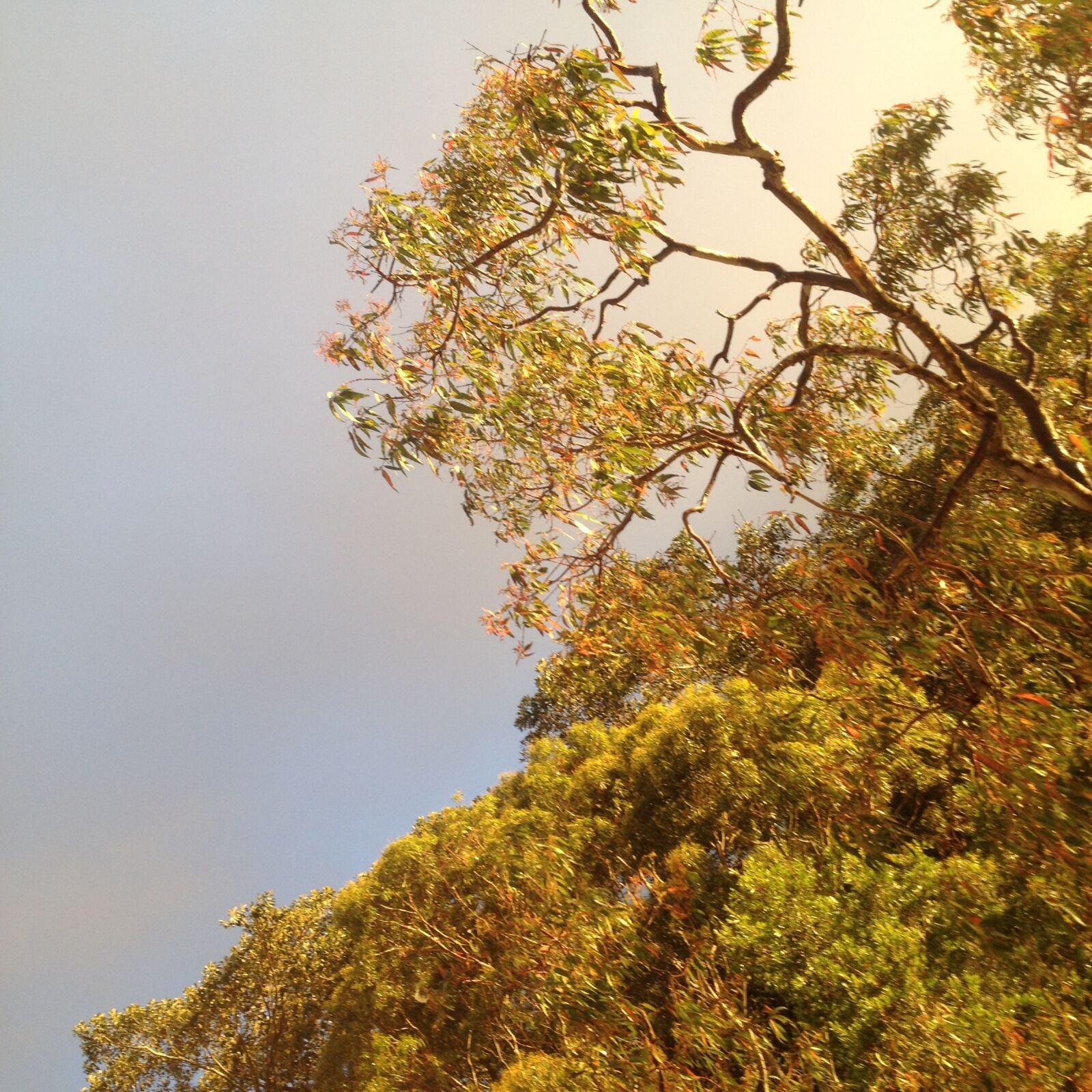 iPhone 4S back camera 4.28mm f/2.4 sample photo. Green, leaf, tree, with photography