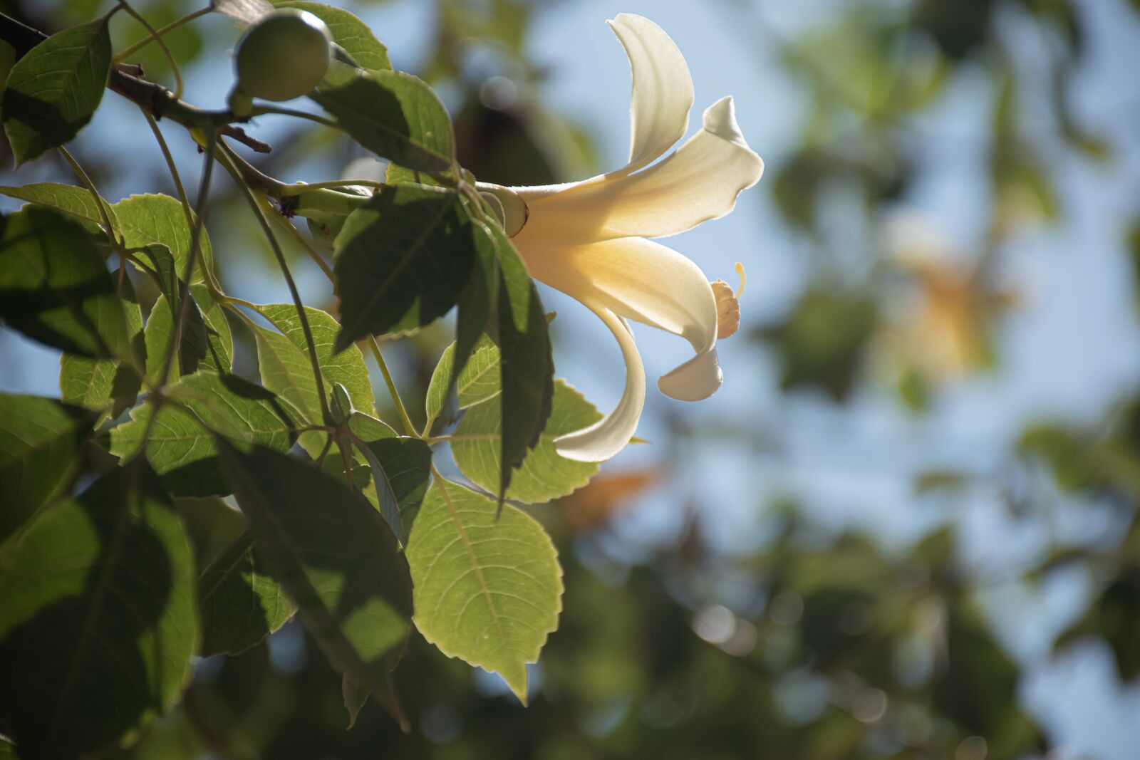 Nikon D5600 sample photo. Full bloom, minimal, today photography