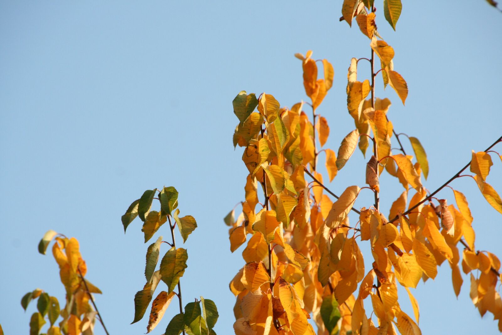 Canon EOS 350D (EOS Digital Rebel XT / EOS Kiss Digital N) sample photo. Leaves, autumn, tree trees photography