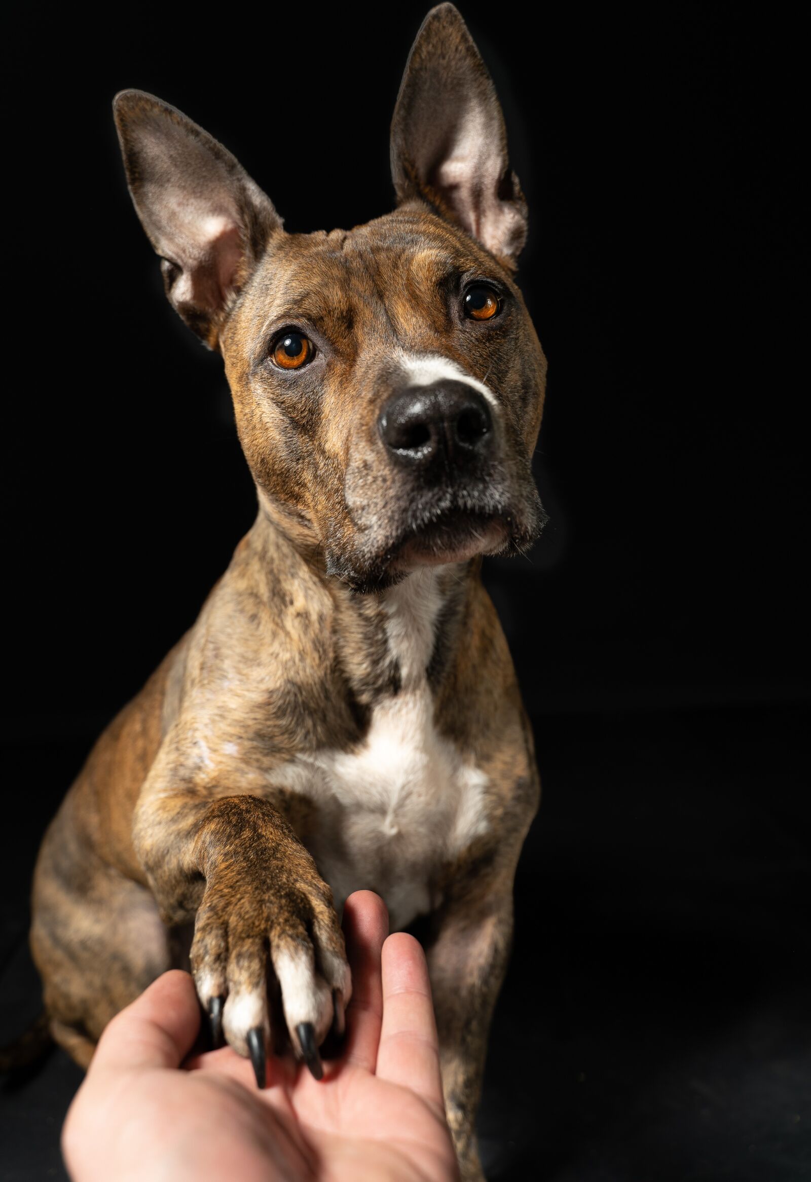 Sony a7 III + Tamron 28-75mm F2.8 Di III RXD sample photo. Dog, paw print, dog photography