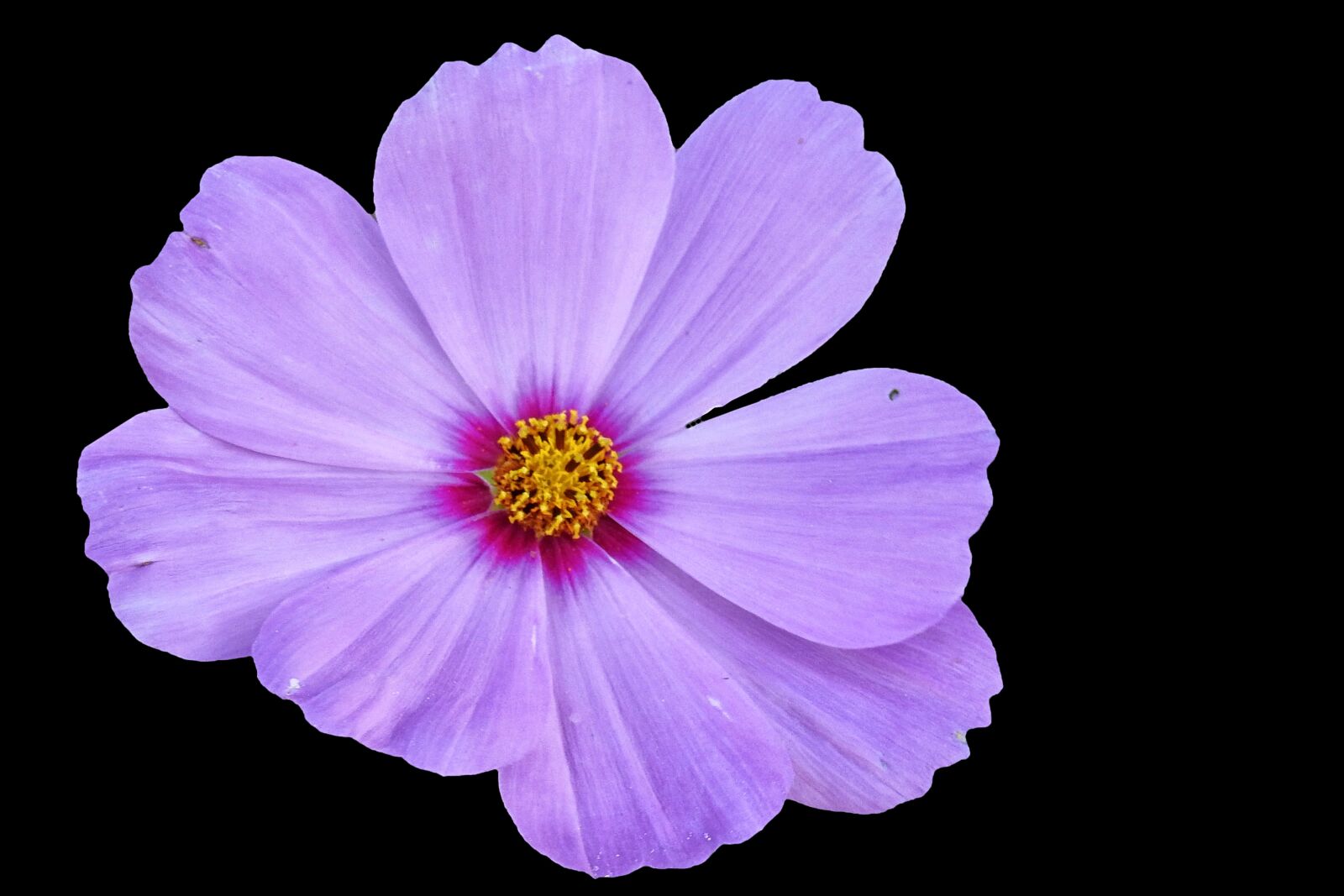 Nikon Coolpix P900 sample photo. Cosmea, blossom, bloom photography
