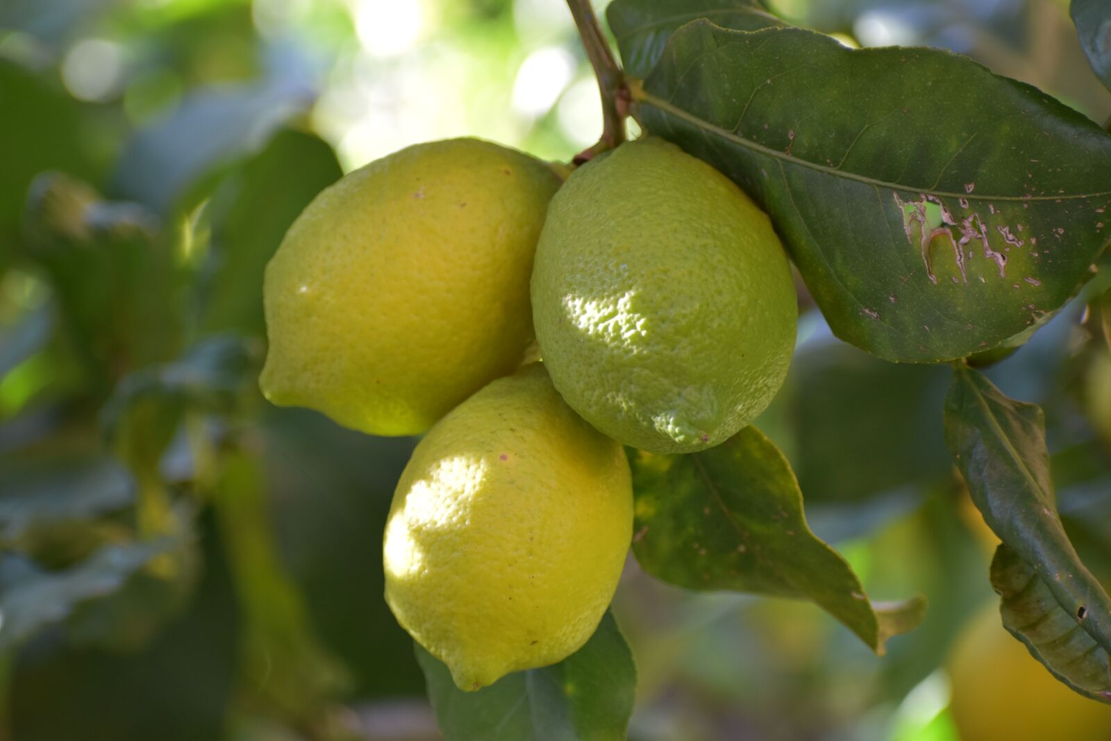 Nikon D5600 sample photo. Lemons, fruit, lemon photography