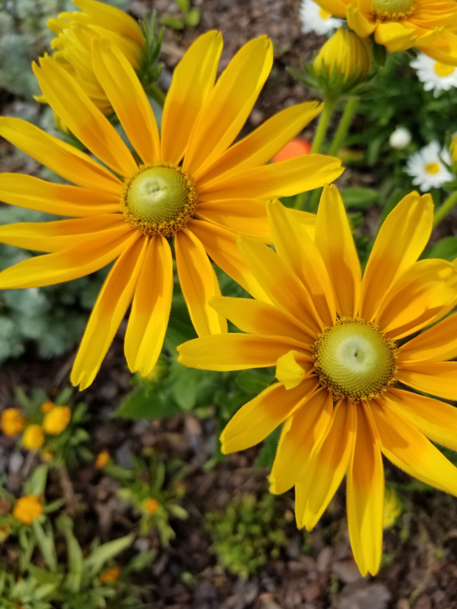 Samsung Galaxy S8 sample photo. Horticulture, botany, green eyes photography